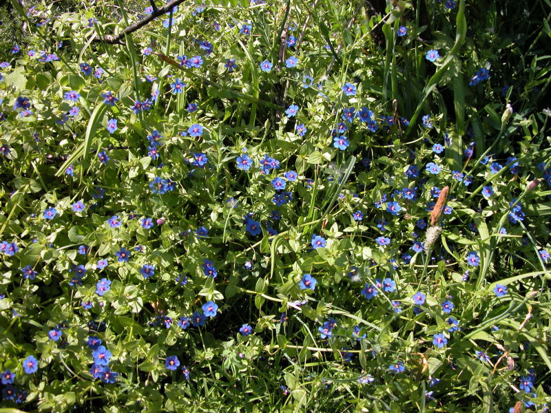 Lysimachia (=Anagallis) arvensis